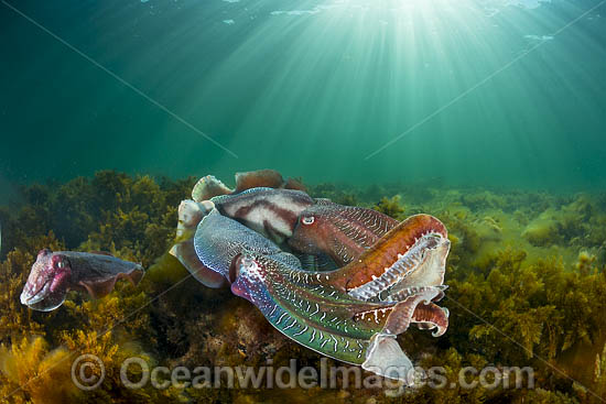 Giant Cuttlefish breeding photo Giant Cuttlefish breeding photo