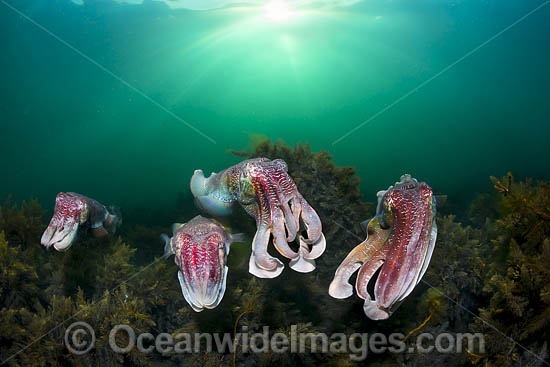 Giant Cuttlefish breeding photo