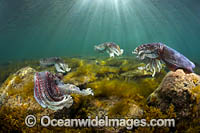 Giant Cuttlefish breeding Photo - Gary Bell