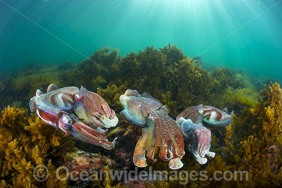 Australian Giant Cuttlefish (Sepia apama), during the winter annual breeding aggregation in Spencer Gulf, Whyalla, South Australia, Australia. Endemic to Australia. Photo - Gary Bell Australian Giant Cuttlefish (Sepia apama), during the winter annual breeding aggregation in Spencer Gulf, Whyalla, South Australia, Australia. Endemic to Australia. Photo - Gary Bell