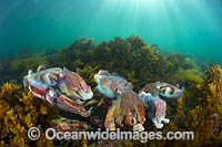 Giant Cuttlefish breeding Photo - Gary Bell