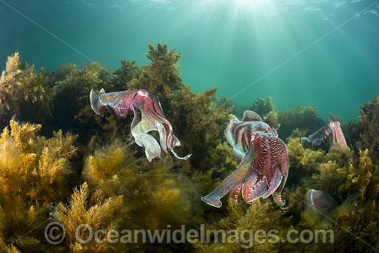 Australian Giant Cuttlefish (Sepia apama), during the winter annual breeding aggregation in Spencer Gulf, Whyalla, South Australia, Australia. Endemic to Australia. Photo - Gary Bell Australian Giant Cuttlefish (Sepia apama), during the winter annual breeding aggregation in Spencer Gulf, Whyalla, South Australia, Australia. Endemic to Australia. Photo - Gary Bell