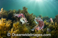 Giant Cuttlefish breeding Photo - Gary Bell