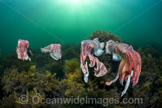 Australian Giant Cuttlefish (Sepia apama), during the winter annual breeding aggregation in Spencer Gulf, Whyalla, South Australia, Australia. Endemic to Australia. Photo - Gary Bell Australian Giant Cuttlefish (Sepia apama), during the winter annual breeding aggregation in Spencer Gulf, Whyalla, South Australia, Australia. Endemic to Australia. Photo - Gary Bell