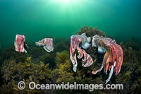 Giant Cuttlefish breeding Photo - Gary Bell