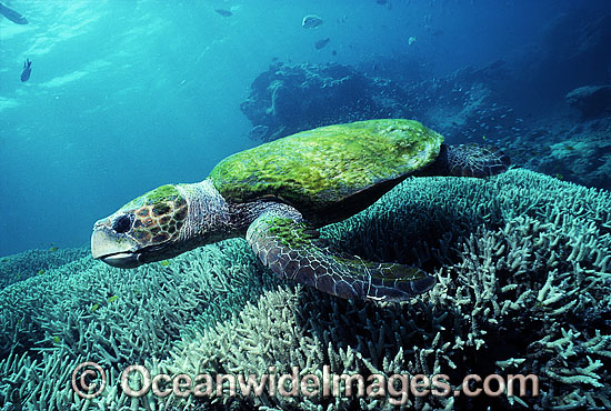 Loggerhead Sea Turtle Caretta caretta photo Loggerhead Sea Turtle Caretta caretta photo