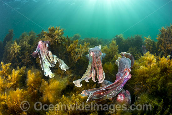 Giant Cuttlefish breeding photo