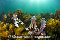 Giant Cuttlefish breeding Photo - Gary Bell