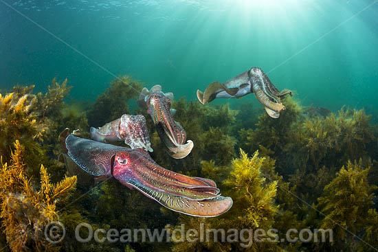 Australian Giant Cuttlefish (Sepia apama), during the winter annual breeding aggregation in Spencer Gulf, Whyalla, South Australia, Australia. Endemic to Australia. Photo - Gary Bell Australian Giant Cuttlefish (Sepia apama), during the winter annual breeding aggregation in Spencer Gulf, Whyalla, South Australia, Australia. Endemic to Australia. Photo - Gary Bell
