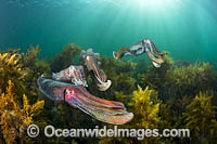 Giant Cuttlefish breeding Photo - Gary Bell