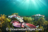 Giant Cuttlefish breeding Photo - Gary Bell