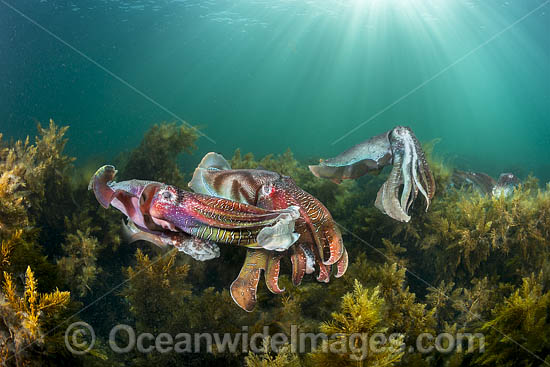 Australian Giant Cuttlefish (Sepia apama), during the winter annual breeding aggregation in Spencer Gulf, Whyalla, South Australia, Australia. Endemic to Australia. Photo - Gary Bell Australian Giant Cuttlefish (Sepia apama), during the winter annual breeding aggregation in Spencer Gulf, Whyalla, South Australia, Australia. Endemic to Australia. Photo - Gary Bell