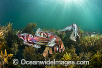 Giant Cuttlefish breeding Photo - Gary Bell