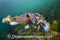 Giant Cuttlefish mating Photo - Gary Bell