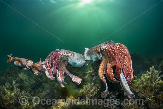 Giant Cuttlefish mating photo