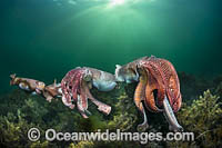 Giant Cuttlefish mating Photo - Gary Bell