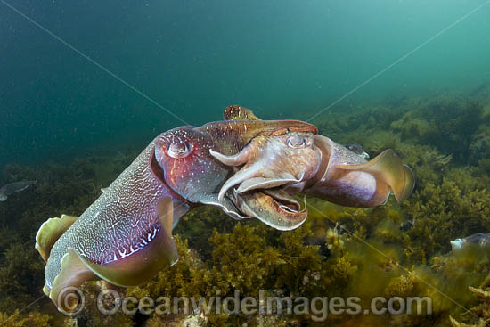 Australian Giant Cuttlefish (Sepia apama), male and female mating during the winter annual breeding aggregation in Spencer Gulf, Whyalla, South Australia, Australia. Endemic to Australia. Photo - Gary Bell Australian Giant Cuttlefish (Sepia apama), male and female mating during the winter annual breeding aggregation in Spencer Gulf, Whyalla, South Australia, Australia. Endemic to Australia. Photo - Gary Bell
