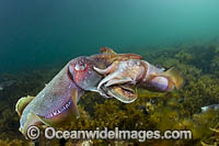 Giant Cuttlefish mating Photo - Gary Bell