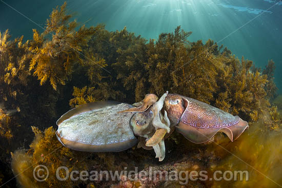 Australian Giant Cuttlefish (Sepia apama), male and female mating during the winter annual breeding aggregation in Spencer Gulf, Whyalla, South Australia, Australia. Endemic to Australia. Photo - Gary Bell Australian Giant Cuttlefish (Sepia apama), male and female mating during the winter annual breeding aggregation in Spencer Gulf, Whyalla, South Australia, Australia. Endemic to Australia. Photo - Gary Bell