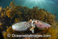 Giant Cuttlefish mating Photo - Gary Bell