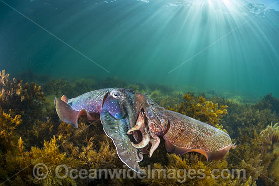 Australian Giant Cuttlefish (Sepia apama), male and female mating during the winter annual breeding aggregation in Spencer Gulf, Whyalla, South Australia, Australia. Endemic to Australia. Photo - Gary Bell Australian Giant Cuttlefish (Sepia apama), male and female mating during the winter annual breeding aggregation in Spencer Gulf, Whyalla, South Australia, Australia. Endemic to Australia. Photo - Gary Bell