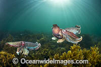 Giant Cuttlefish mating Photo - Gary Bell