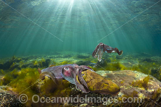 Australian Giant Cuttlefish (Sepia apama), male and female mating during the winter annual breeding aggregation in Spencer Gulf, Whyalla, South Australia, Australia. Endemic to Australia. Photo - Gary Bell Australian Giant Cuttlefish (Sepia apama), male and female mating during the winter annual breeding aggregation in Spencer Gulf, Whyalla, South Australia, Australia. Endemic to Australia. Photo - Gary Bell
