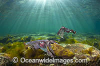 Giant Cuttlefish mating Photo - Gary Bell