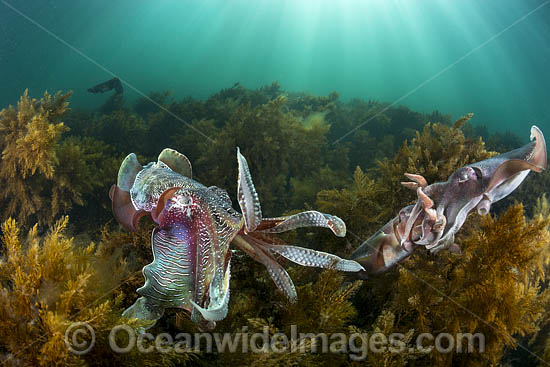 Giant Cuttlefish mating photo