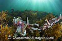 Giant Cuttlefish mating Photo - Gary Bell