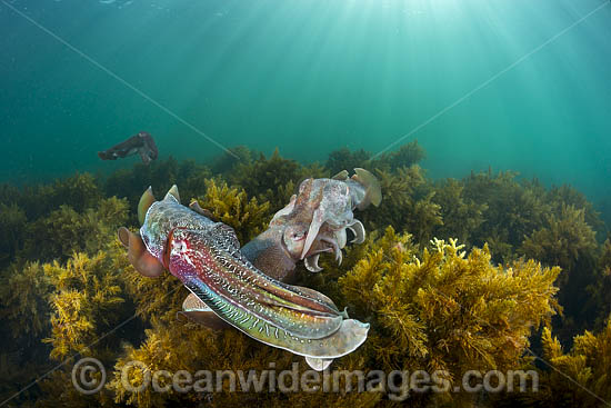 Australian Giant Cuttlefish (Sepia apama), male and female mating during the winter annual breeding aggregation in Spencer Gulf, Whyalla, South Australia, Australia. Endemic to Australia. Photo - Gary Bell Australian Giant Cuttlefish (Sepia apama), male and female mating during the winter annual breeding aggregation in Spencer Gulf, Whyalla, South Australia, Australia. Endemic to Australia. Photo - Gary Bell