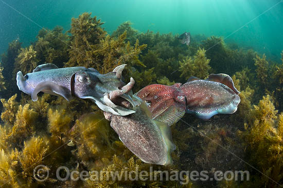 Australian Giant Cuttlefish (Sepia apama), male and female mating during the winter annual breeding aggregation in Spencer Gulf, Whyalla, South Australia, Australia. Endemic to Australia. Photo - Gary Bell