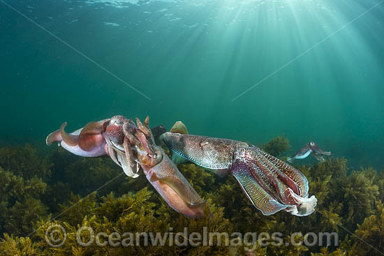 Giant Cuttlefish mating photo