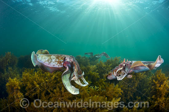 Australian Giant Cuttlefish (Sepia apama), male and female mating during the winter annual breeding aggregation in Spencer Gulf, Whyalla, South Australia, Australia. Endemic to Australia. Photo - Gary Bell