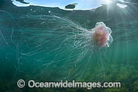 Jellyfish Cyanea rosella Photo - Gary Bell