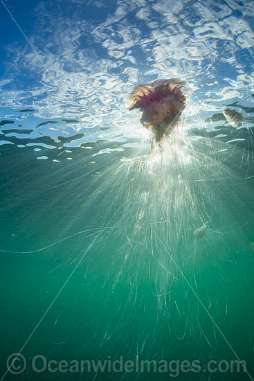 Jellyfish Cyanea rosella photo
