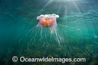 Jellyfish Cyanea rosella Photo - Gary Bell