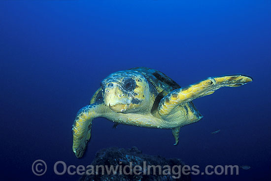 Loggerhead Sea Turtle photo