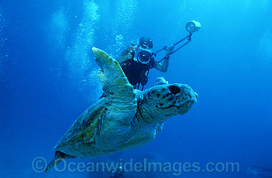 Scuba Diver photographing Loggerhead Turtle photo Scuba Diver photographing Loggerhead Turtle photo