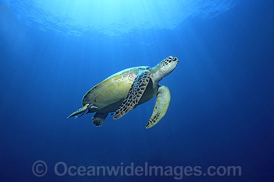 Green Sea Turtle Chelonia mydas photo