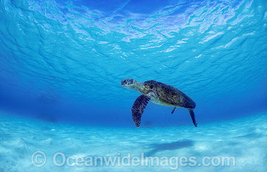 Green Sea Turtle Chelonia mydas photo