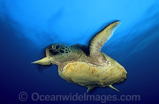 Green Sea Turtle photo