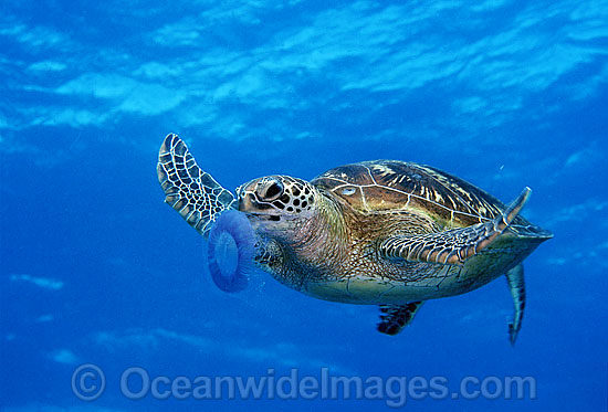 Green Sea Turtle (Chelonia mydas) feeding on Jellyfish. Great Barrier Reef, Queensland, Australia. Found in tropical and warm temperate seas worldwide. Listed on the IUCN Red list as Endangered species. Photo - Gary Bell