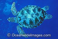 Green Sea Turtle Chelonia mydas Photo - Gary Bell