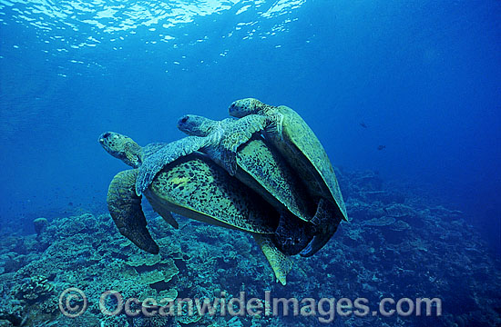 Mating Green Sea Turtles photo Mating Green Sea Turtles photo