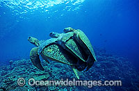 Mating Green Sea Turtles Photo - Gary Bell