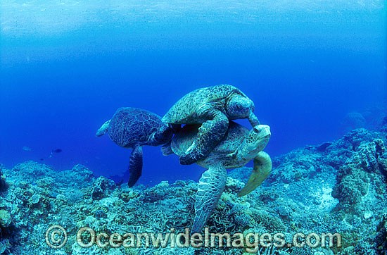 Mating Green Sea Turtles photo