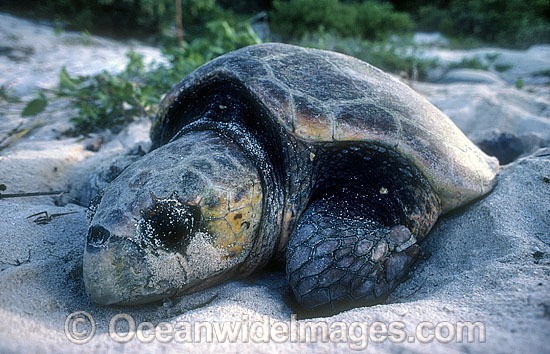 Nesting female Loggerhead Sea Turtle photo