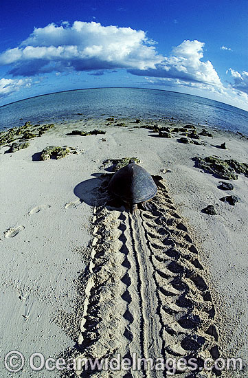 Female Green Sea Turtle returning to sea photo