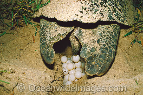 Nesting female Green Sea Turtle eggs photo Nesting female Green Sea Turtle eggs photo
